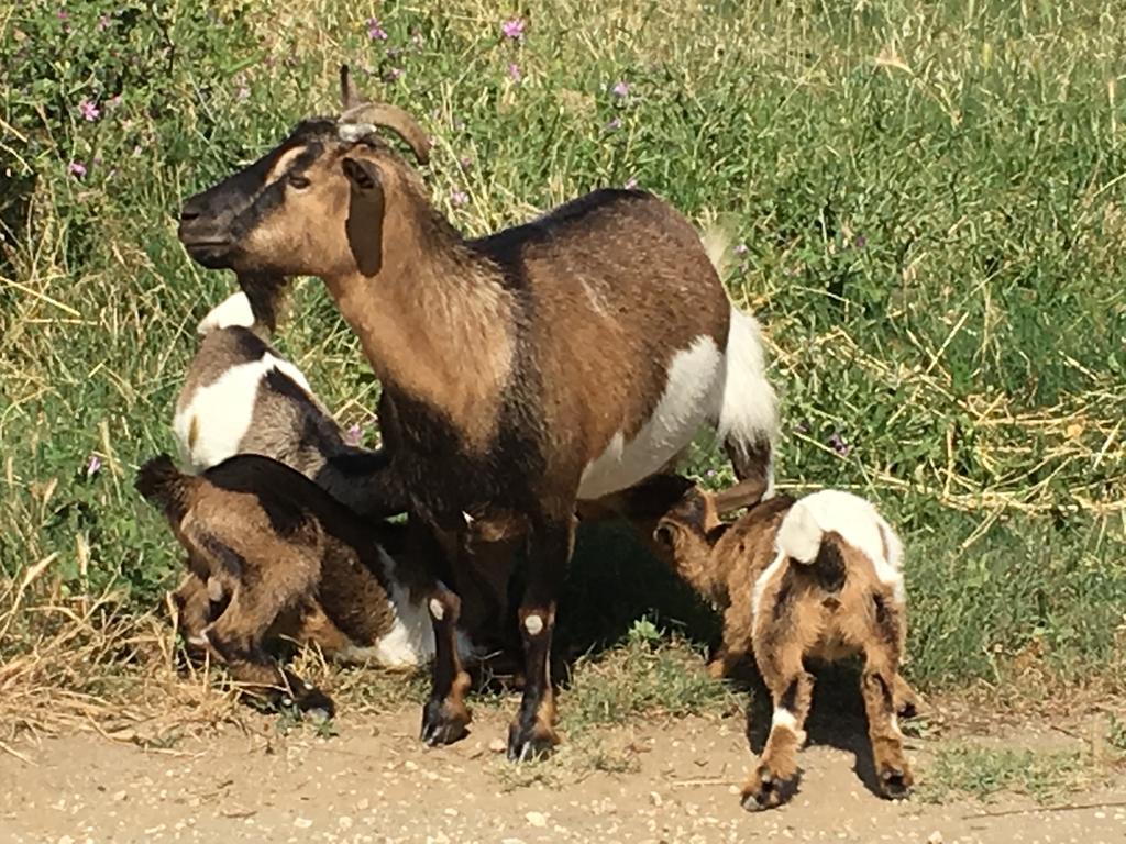 Agriturismo Terre Di Musignano Canino Екстериор снимка